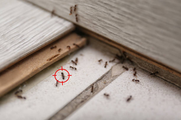 Best Pest Control Near Me in Crandon Lakes, NJ