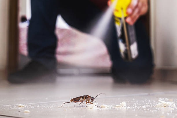 Best Spider Control Near Me  in Crandon Lakes, NJ